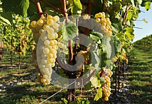 Ribolla Gialla grapes on a vine in Friuli . photo
