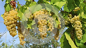 Ribolla Gialla grapes on a vine in  Friuli photo