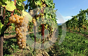 Ribolla Gialla grape on a vine in Friuli, just before the harvest. photo
