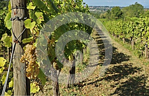 Ribolla Gialla vineyards on the hills of the region of Friuli photo