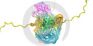 Ribosome as part of an biological cell constructing messenger rna molecules