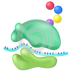 Ribosome function simple.