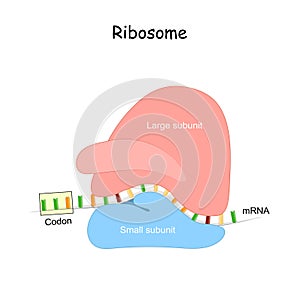 Ribosome and mRNA photo