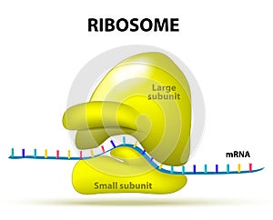 Ribosome