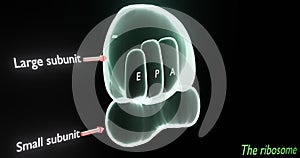 The ribosome, tool of translation of mRNA into protein, in 3d illustration