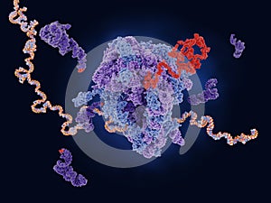 Ribosome translating mRNA into a polypeptide chain photo