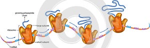 Ribosomes