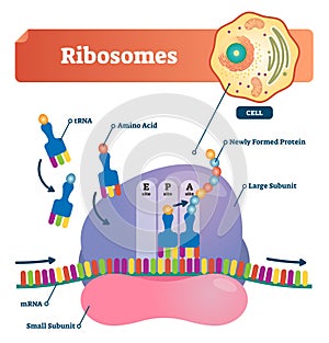 Ribosomes vector illustration. Anatomical and medical labeled scheme. Explained closeup diagram.