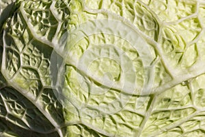 The ribs of a cabbage leaf