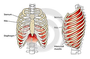 Ribs and diaphragm photo