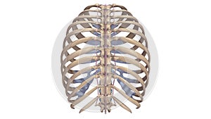 Ribs with Ligments posterior view