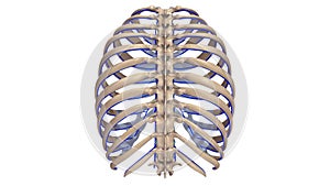 Ribs with Veins posterior view