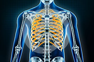 Ribs x-ray. Osteology of the human skeleton, thorax bones and rib or thoracic cage 3D rendering illustration. Anatomy, medical,