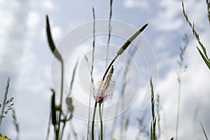 Ribwort flower in the grass. Slovakia