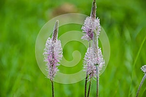 Ribwort plantain, Narrowleaf plantain (Plantago lanceolata) in blossom. Blooming flower in spring time