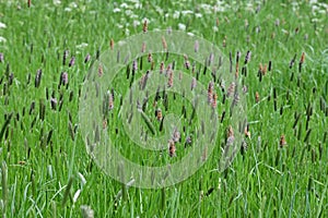 Ribwort Plantain - Plantago lanceolata in Meadow, Norfolk, England, UK