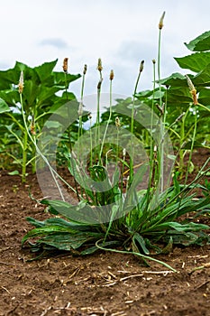 Ribwort plantain Plantago lanceolata. Medicinal plants in the garden