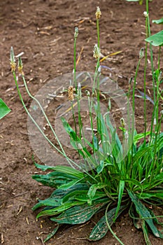 Ribwort plantain Plantago lanceolata. Medicinal plants in the garden