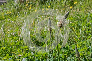 Ribwort plantain plantago lanceolata narrowleaf photo