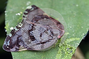 Ricaniidae planthopper