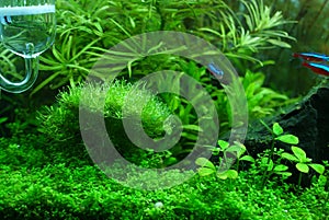 Riccia in aquarium plant