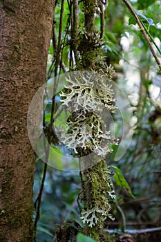 Ricciaceae, near to Paramo photo