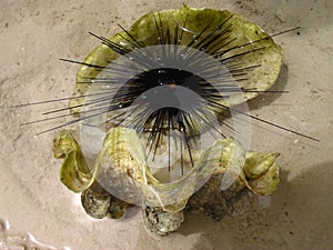 riccio di mare dentro conchiglia tropicale photo