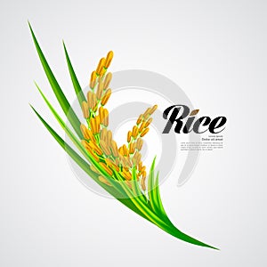 Premium Rice great quality design concept  vector.