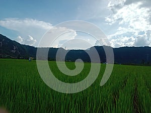 Rice agrikultur indonesia