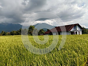 Rice fields in Ruteng, Manggarai Regency, East Nusa Tenggara photo