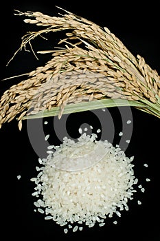 Rice baldo and branch