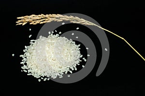 Rice baldo and branch