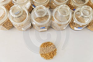 Rice bean in laboratory