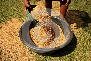 Rice being Processed