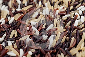 Rice berries, jasmine rice, brown nose, pile of unmilled rice grains, rice, and five species