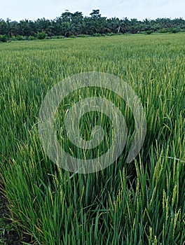 Rice that is cared for wholeheartedly will produce satisfactory results