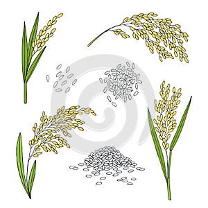 Rice. Cereal ears, grain. Hand drawn vector sketch