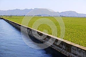 Rice cereal green fields and blue irrigation canal