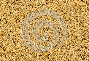 Rice chaff background