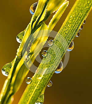 Rice close up in the morning time with dew drops