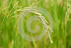 Rice Closeup II photo