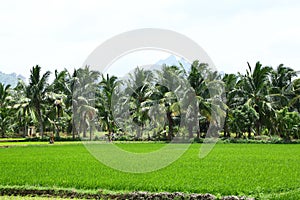 Rice,coconut and banana plantation