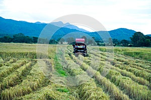 Rice combine harvester in paddy,Rice harvest of Thai farmers