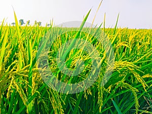 Rice cop field green paddy dhan seed plantation chawalfield agriculture landscape image stock photo. photo