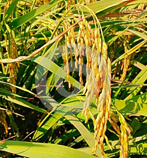 Rice cop field green paddy dhan seed plantation chawalfield agriculture landscape image stock photo.