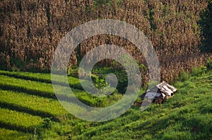 rice and corn field