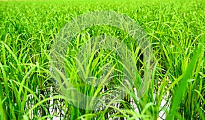 Rice in cornfield