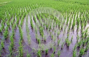 Rice in cornfield