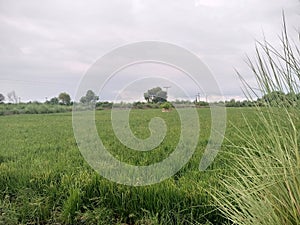 Rice corps field