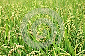 Rice crop